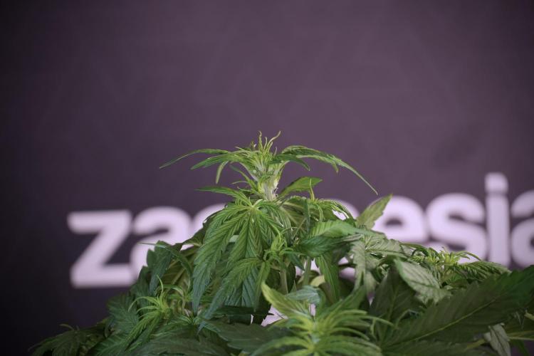 Lemon Cherry Gelato YumYum. Week 5 - Lemon Cherry Gelato