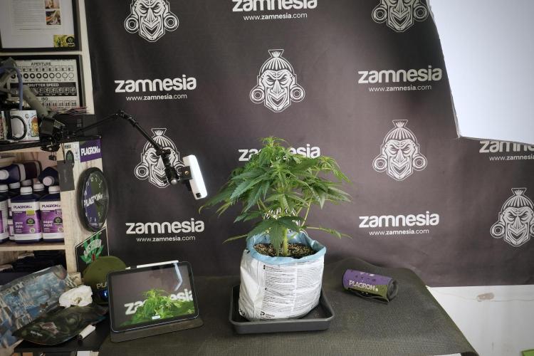 Lemon Cherry Gelato YumYum. Week 5 - Lemon Cherry Gelato