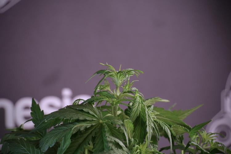 Lemon Cherry Gelato YumYum. Week 5 - Lemon Cherry Gelato