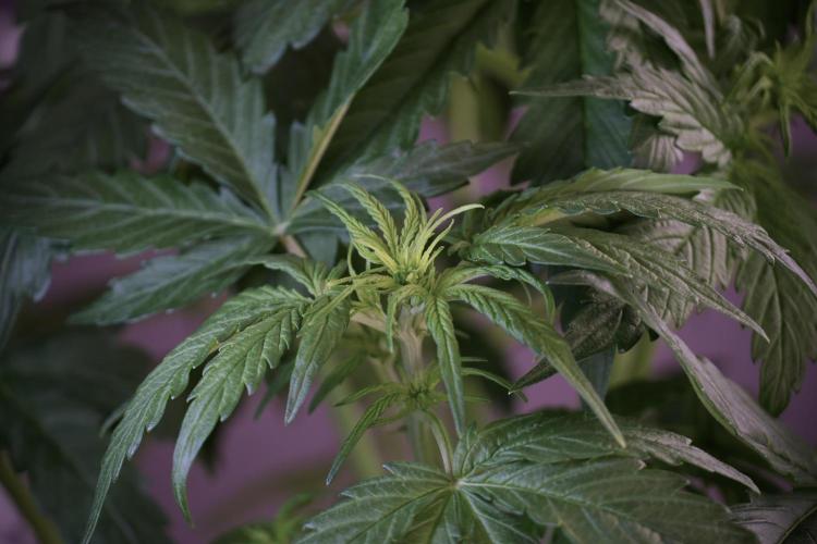 Lemon Cherry Gelato YumYum. Week 5 - Lemon Cherry Gelato