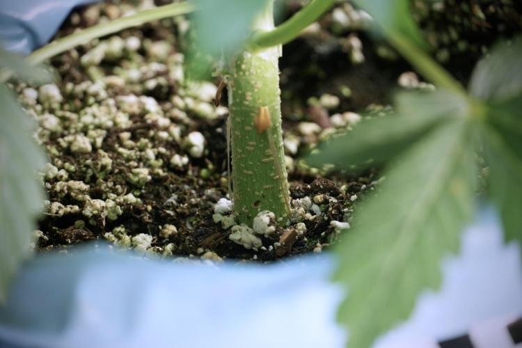 Lemon Cherry Gelato YumYum. Week 5 - Lemon Cherry Gelato
