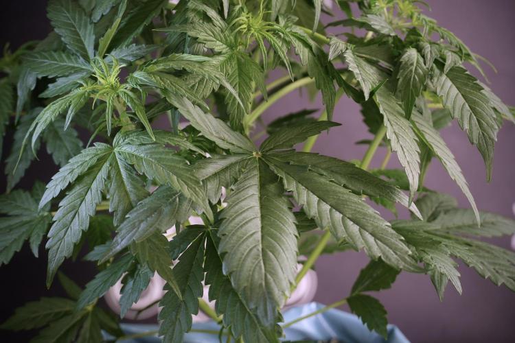 Lemon Cherry Gelato YumYum. Week 5 - Lemon Cherry Gelato