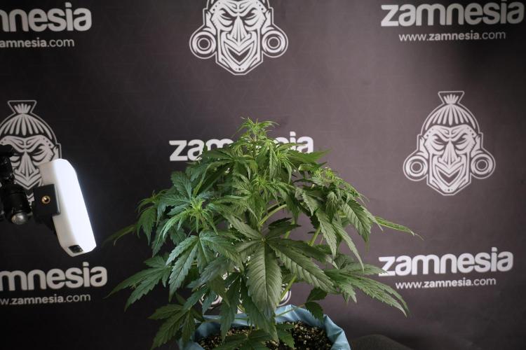 Lemon Cherry Gelato YumYum. Week 5 - Lemon Cherry Gelato