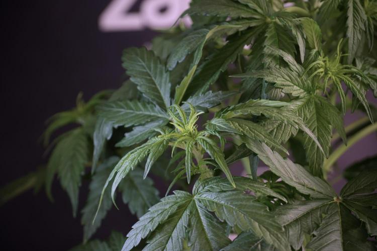 Lemon Cherry Gelato YumYum. Week 5 - Lemon Cherry Gelato