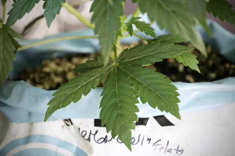 Lemon Cherry Gelato YumYum. Week 5 - Lemon Cherry Gelato