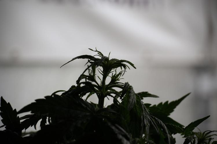 Lemon Cherry Gelato YumYum. Week 5 - Lemon Cherry Gelato