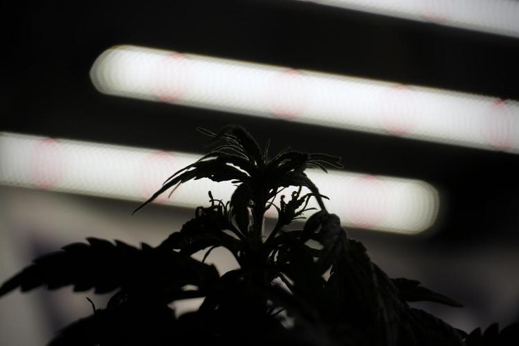 Lemon Cherry Gelato YumYum. Week 5 - Lemon Cherry Gelato