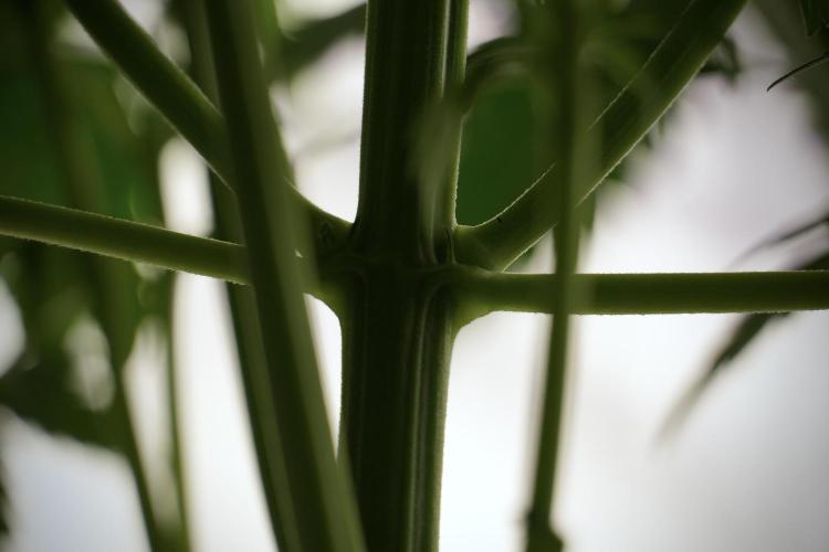 Lemon Cherry Gelato YumYum. Week 5 - Lemon Cherry Gelato