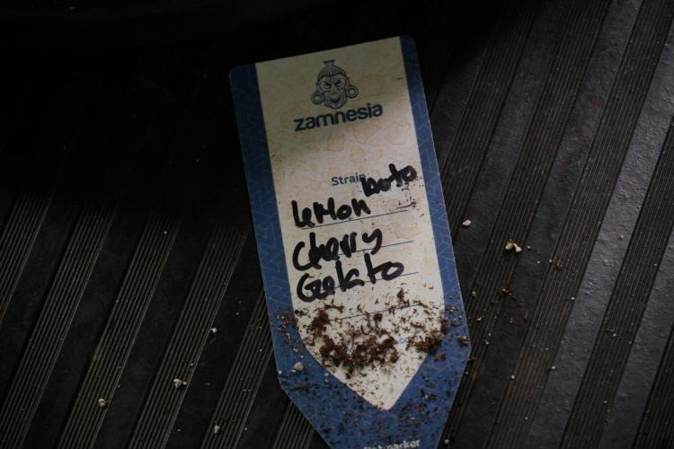 Lemon Cherry Gelato YumYum. Week 5 - Lemon Cherry Gelato