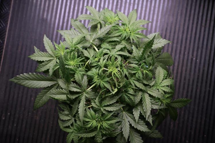 Lemon Cherry Gelato YumYum. Week 5 - Lemon Cherry Gelato