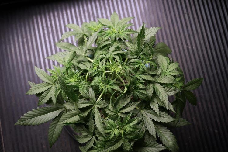 Lemon Cherry Gelato YumYum. Week 5 - Lemon Cherry Gelato