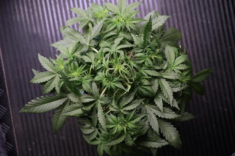 Lemon Cherry Gelato YumYum. Week 5 - Lemon Cherry Gelato