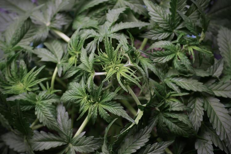 Lemon Cherry Gelato YumYum. Week 5 - Lemon Cherry Gelato