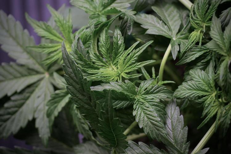 Lemon Cherry Gelato YumYum. Week 5 - Lemon Cherry Gelato