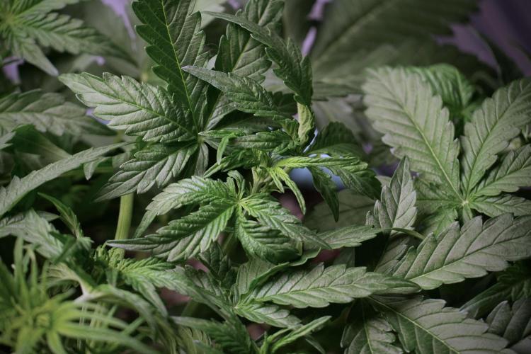 Lemon Cherry Gelato YumYum. Week 5 - Lemon Cherry Gelato