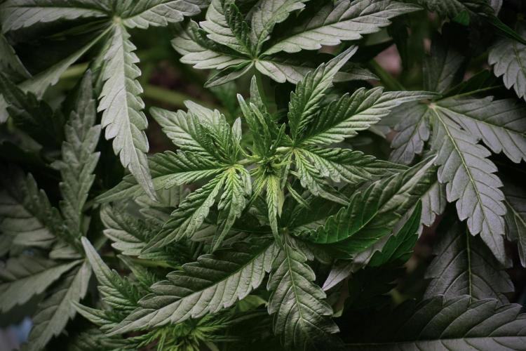 Lemon Cherry Gelato YumYum. Week 5 - Lemon Cherry Gelato