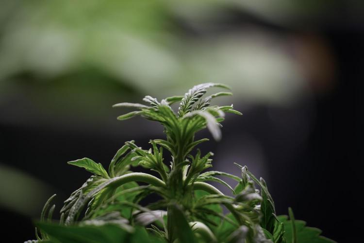 Lemon Cherry Gelato YumYum. Week 5 - Lemon Cherry Gelato