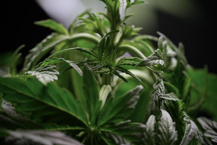 Lemon Cherry Gelato YumYum. Week 5 - Lemon Cherry Gelato