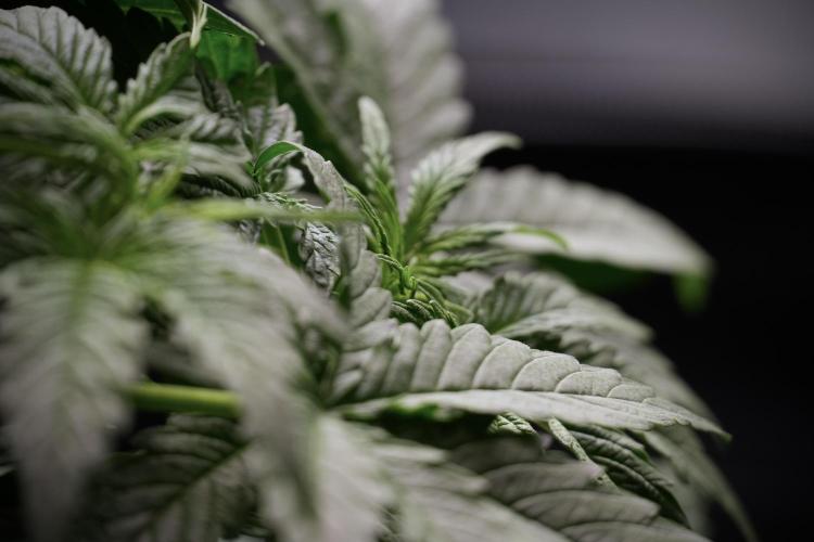 Lemon Cherry Gelato YumYum. Week 5 - Lemon Cherry Gelato