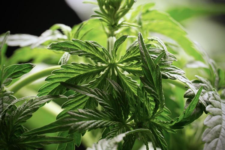 Lemon Cherry Gelato YumYum. Week 5 - Lemon Cherry Gelato