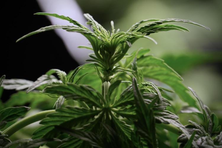 Lemon Cherry Gelato YumYum. Week 5 - Lemon Cherry Gelato