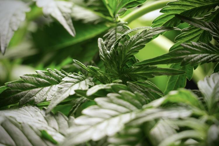 Lemon Cherry Gelato YumYum. Week 5 - Lemon Cherry Gelato