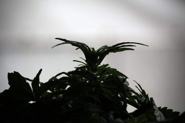 Lemon Cherry Gelato YumYum. Week 5 - Lemon Cherry Gelato