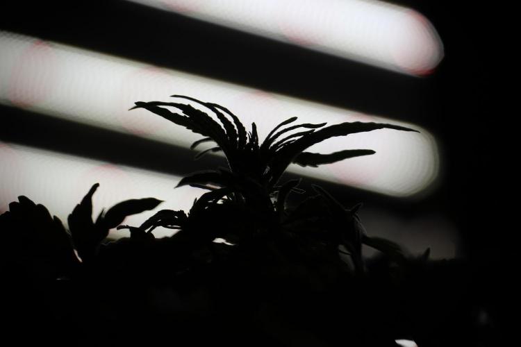 Lemon Cherry Gelato YumYum. Week 5 - Lemon Cherry Gelato