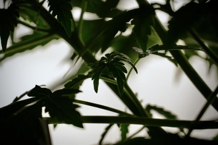 Lemon Cherry Gelato YumYum. Week 5 - Lemon Cherry Gelato