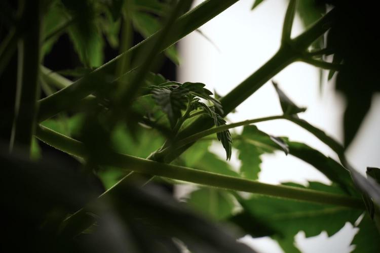 Lemon Cherry Gelato YumYum. Week 5 - Lemon Cherry Gelato