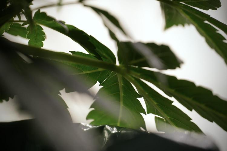 Lemon Cherry Gelato YumYum. Week 5 - Lemon Cherry Gelato