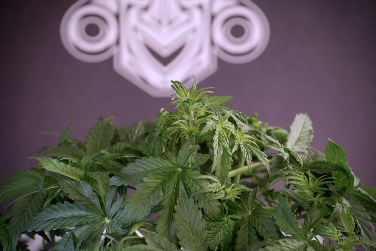 Lemon Cherry Gelato YumYum. Week 5 - Lemon Cherry Gelato