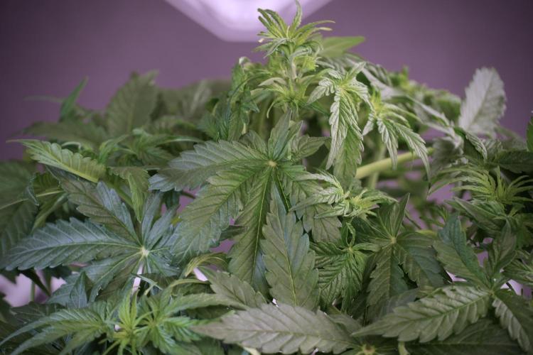 Lemon Cherry Gelato YumYum. Week 5 - Lemon Cherry Gelato