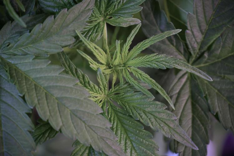 Lemon Cherry Gelato YumYum. Week 5 - Lemon Cherry Gelato