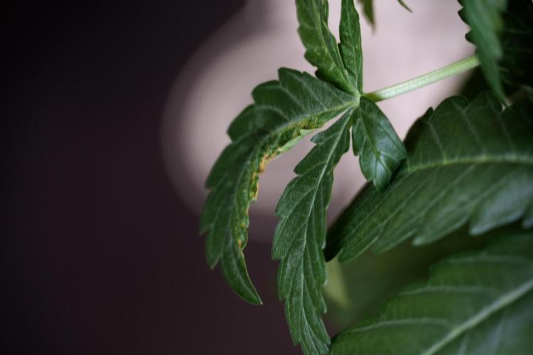 Lemon Cherry Gelato YumYum. Week 5 - Lemon Cherry Gelato