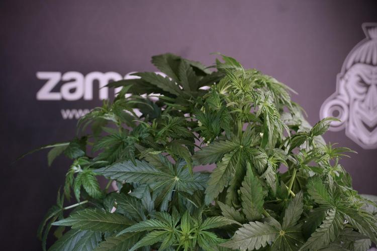 Lemon Cherry Gelato YumYum. Week 5 - Lemon Cherry Gelato