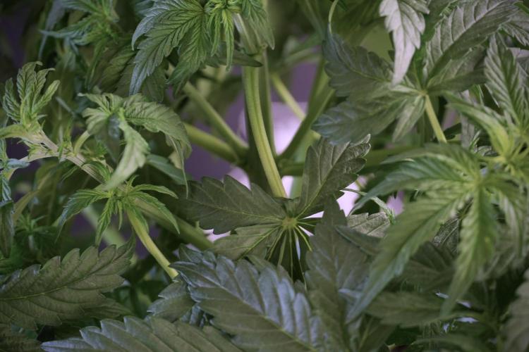 Lemon Cherry Gelato YumYum. Week 5 - Lemon Cherry Gelato