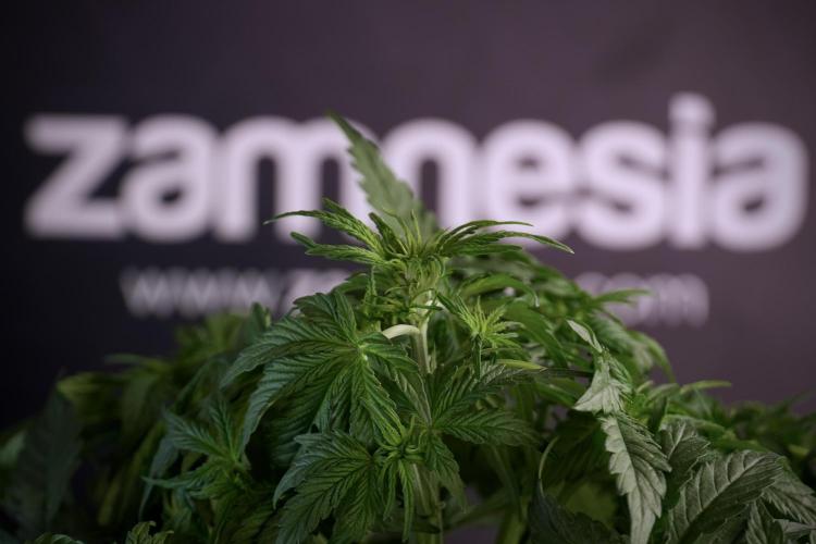 Lemon Cherry Gelato YumYum. Week 5 - Lemon Cherry Gelato