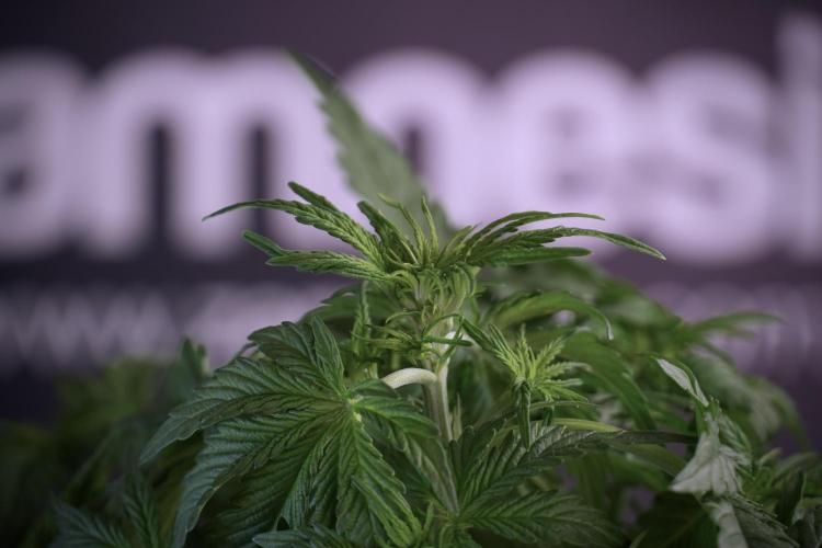 Lemon Cherry Gelato YumYum. Week 5 - Lemon Cherry Gelato