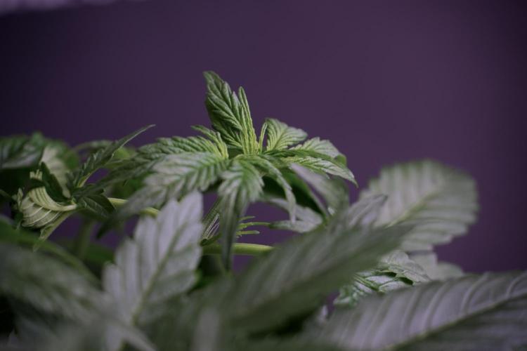 Lemon Cherry Gelato YumYum. Week 5 - Lemon Cherry Gelato