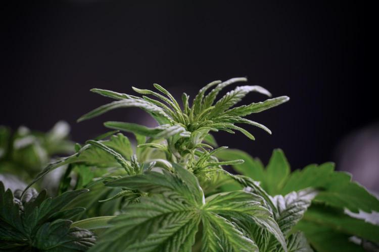 Lemon Cherry Gelato YumYum. Week 5 - Lemon Cherry Gelato