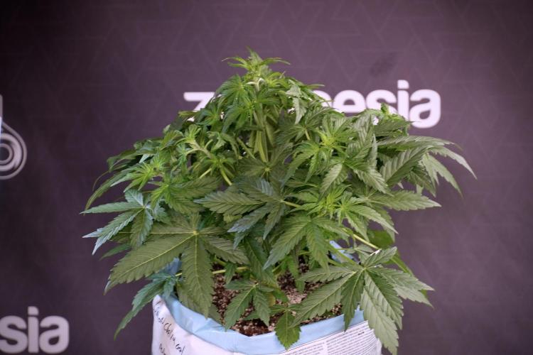 Lemon Cherry Gelato YumYum. Week 5 - Lemon Cherry Gelato