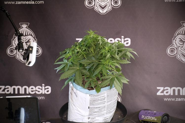 Lemon Cherry Gelato YumYum. Week 5 - Lemon Cherry Gelato