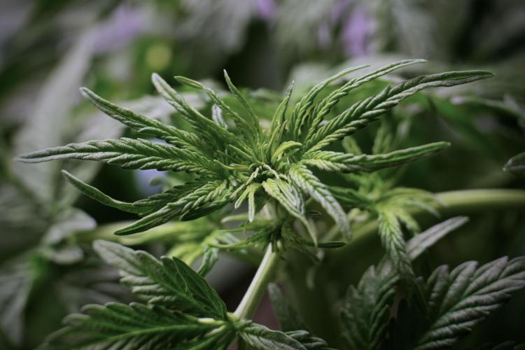 Lemon Cherry Gelato YumYum. Week 5 - Lemon Cherry Gelato