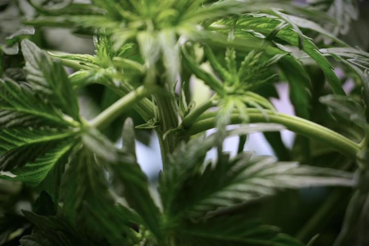 Lemon Cherry Gelato YumYum. Week 5 - Lemon Cherry Gelato