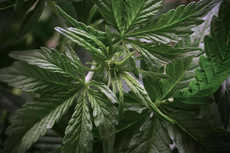 Lemon Cherry Gelato YumYum. Week 5 - Lemon Cherry Gelato