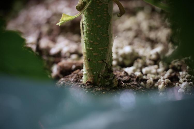 Lemon Cherry Gelato YumYum. Week 5 - Lemon Cherry Gelato
