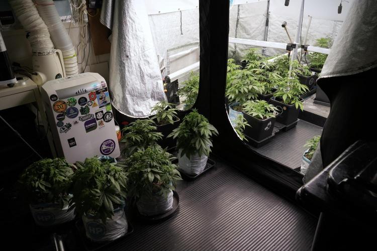 Lemon Cherry Gelato YumYum. Week 5 - Room and Vibes