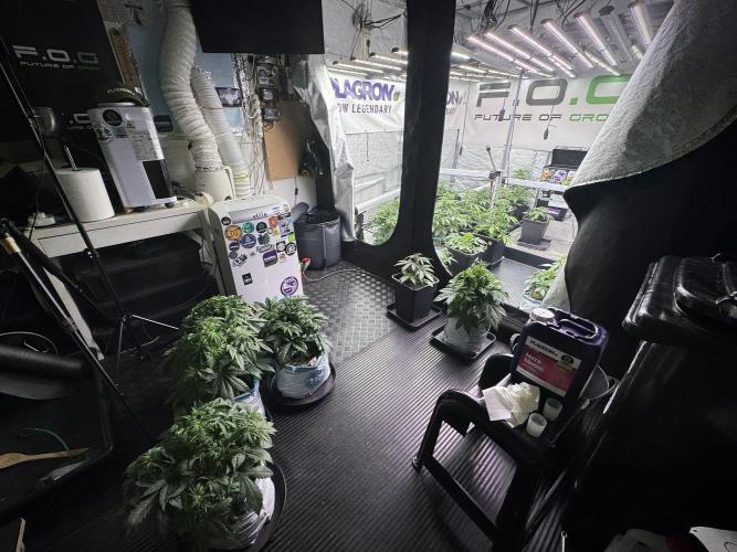 Lemon Cherry Gelato YumYum. Week 5 - Room and Vibes