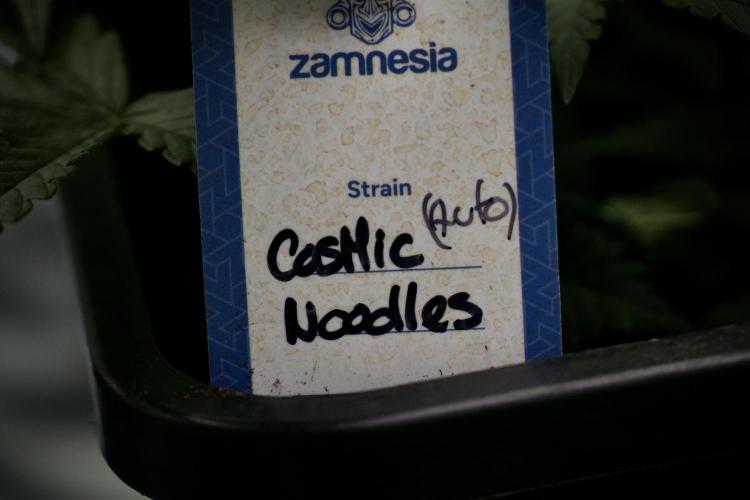 Cosmic Noodles a Zamnesia Dish. Week 5 - initial 18/6 period